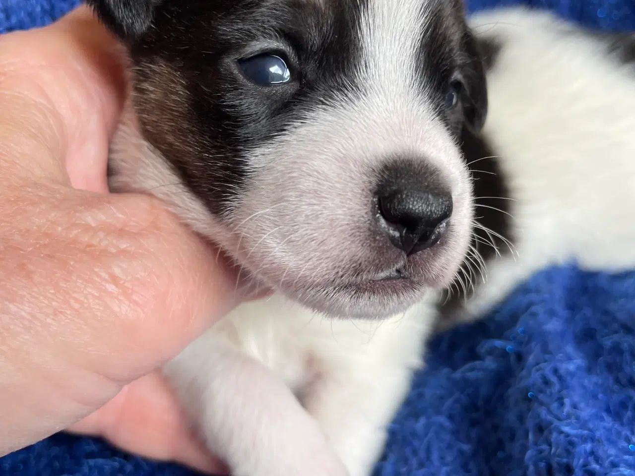 Billede 3 - Dansk svensk Gårdhunde hvalpe 