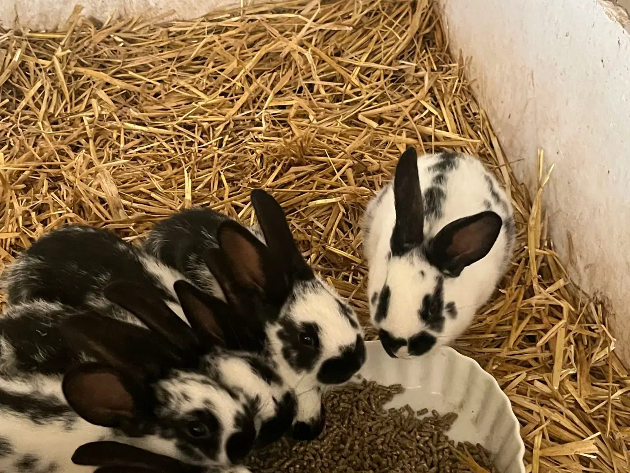 Billede 1 - Søde plettede unger