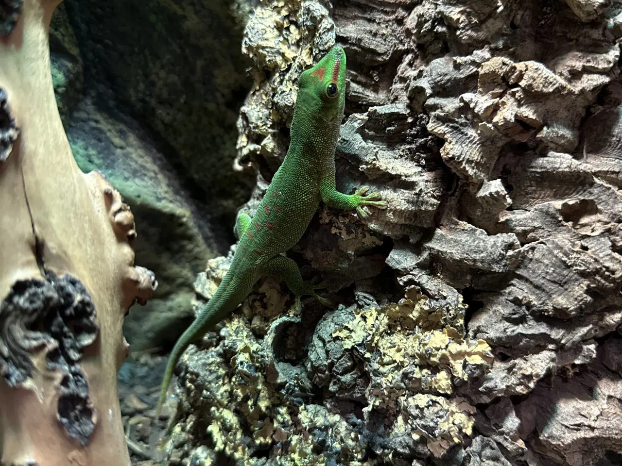 Billede 1 - daggekko