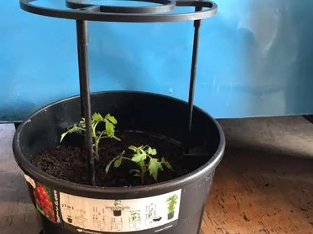 Billede 2 - Tomat Plantepotte