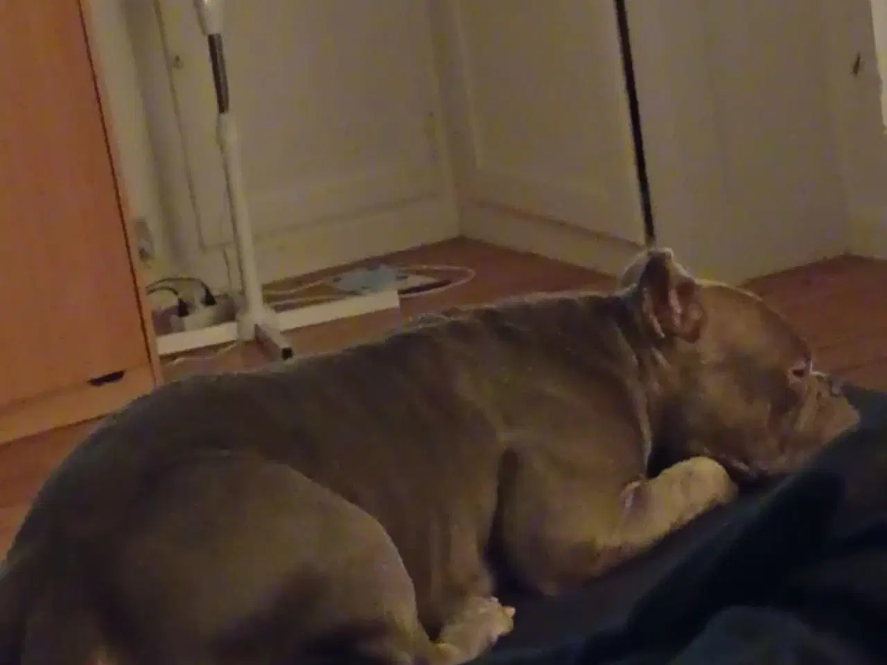 Billede 3 - Blue American bully