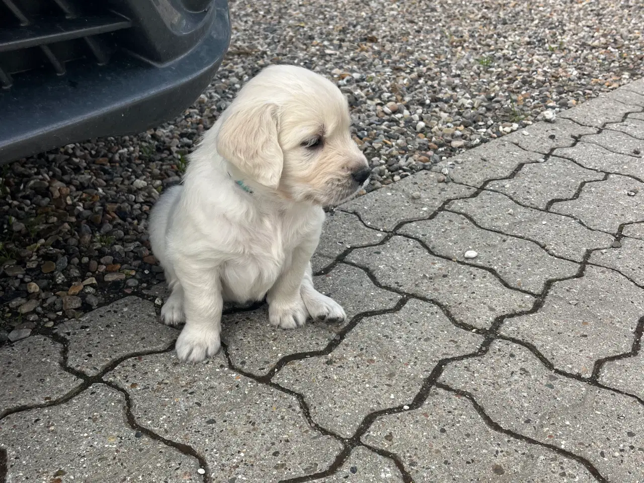 Billede 1 - Golden Retriever hvalpe