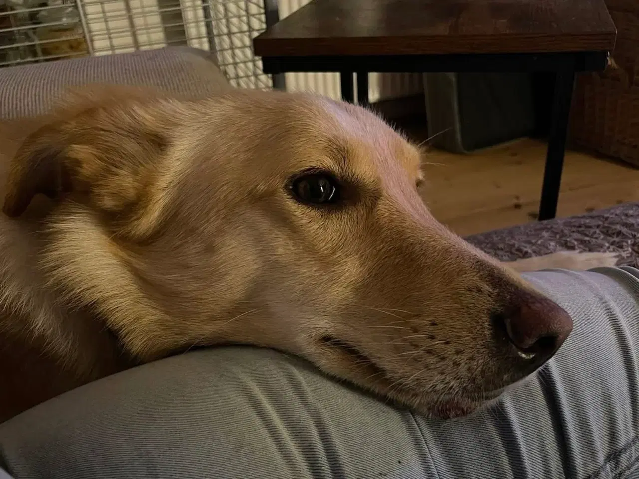 Billede 5 - Smukke Daisy søger familie