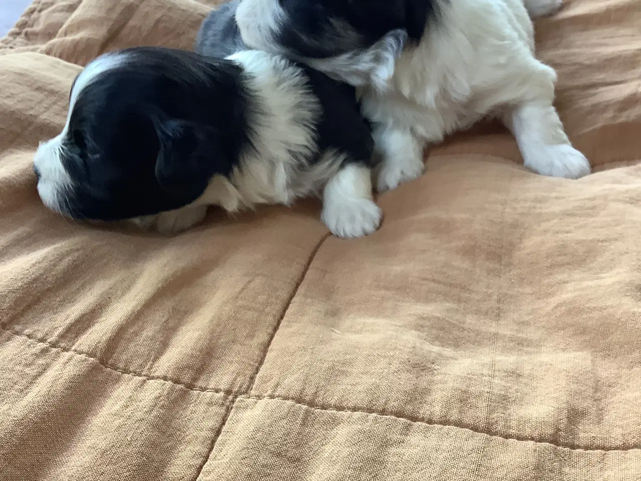 Billede 5 - Bichon havaneser 