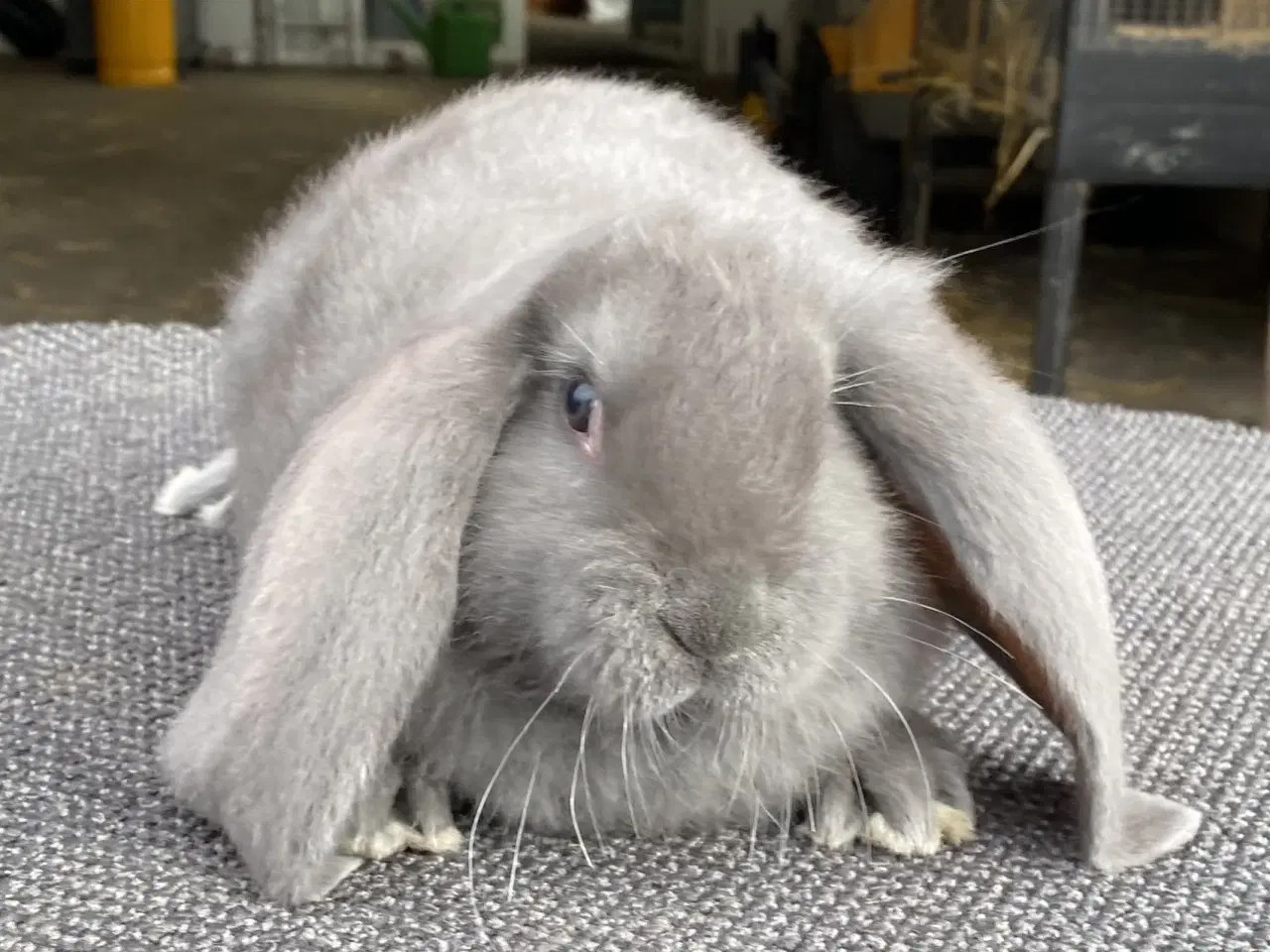 Billede 6 - FRANSK VÆDDER HAN BLÅ