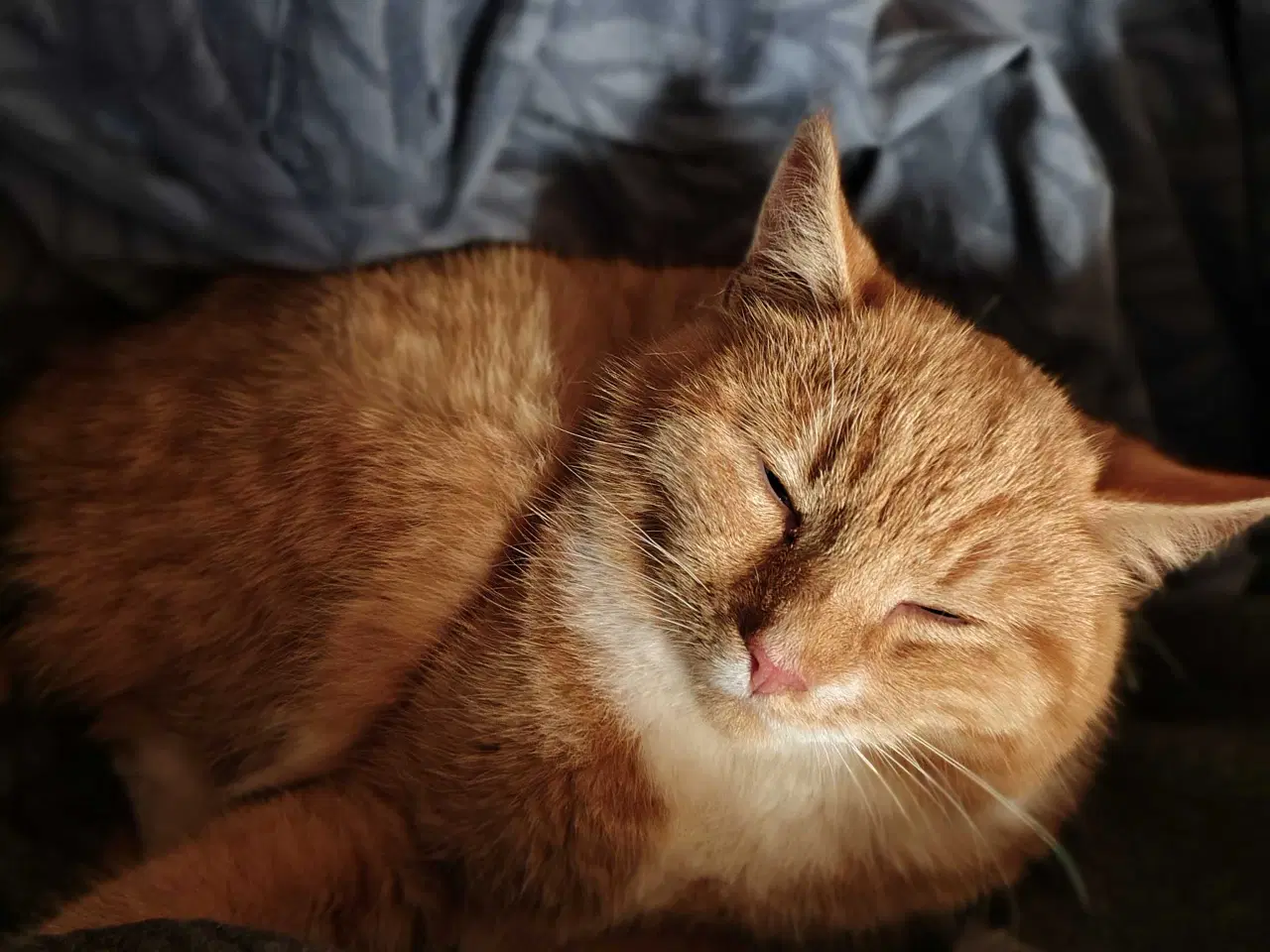 Billede 4 - Rød/Hvid Blandings Hun kat 😺