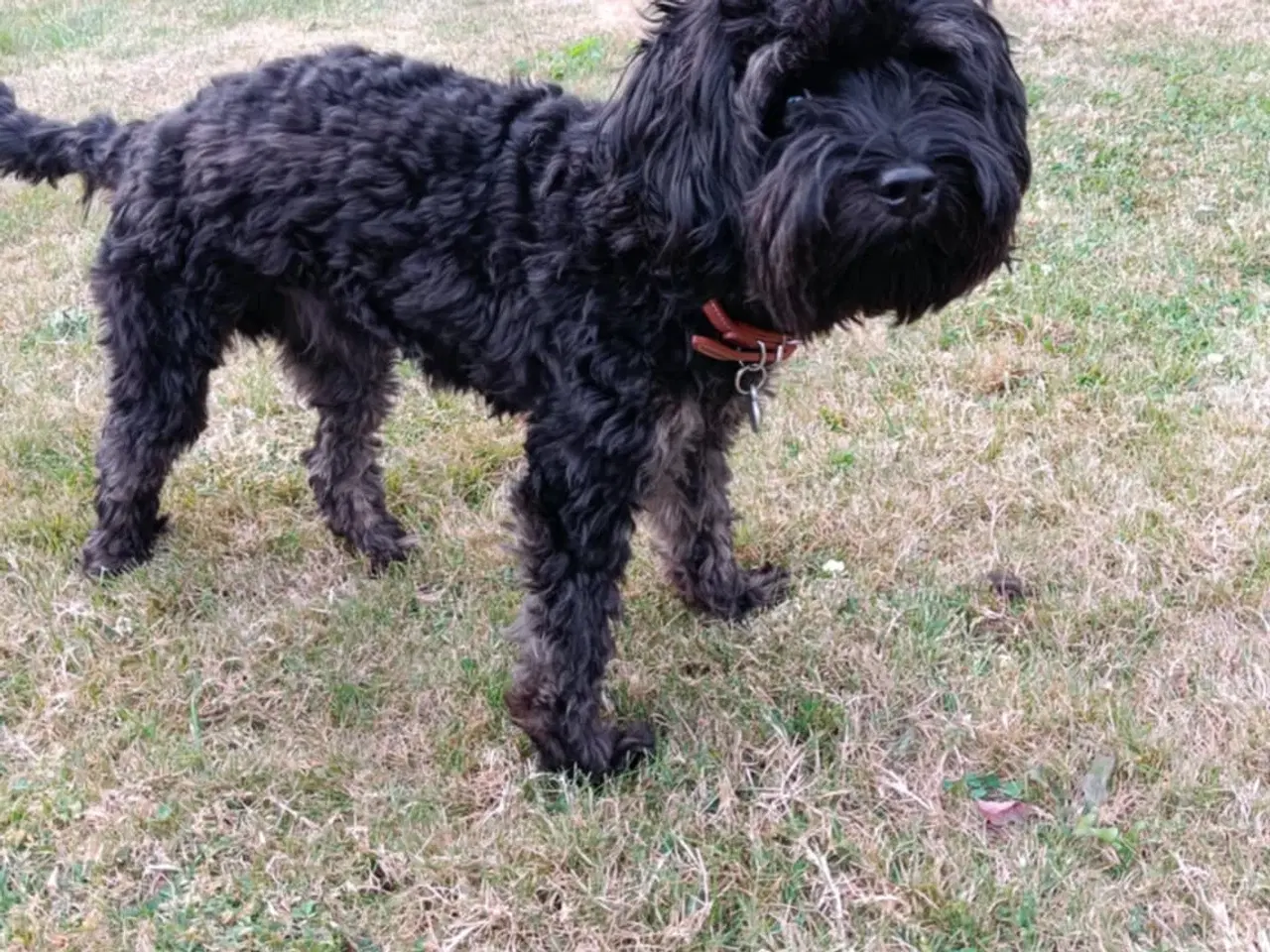 Billede 2 - 1årig Cavapoo