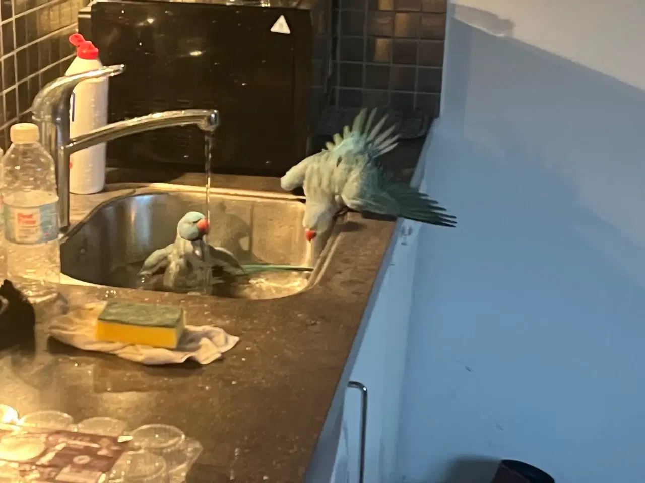 Billede 3 - Alexandra parakit