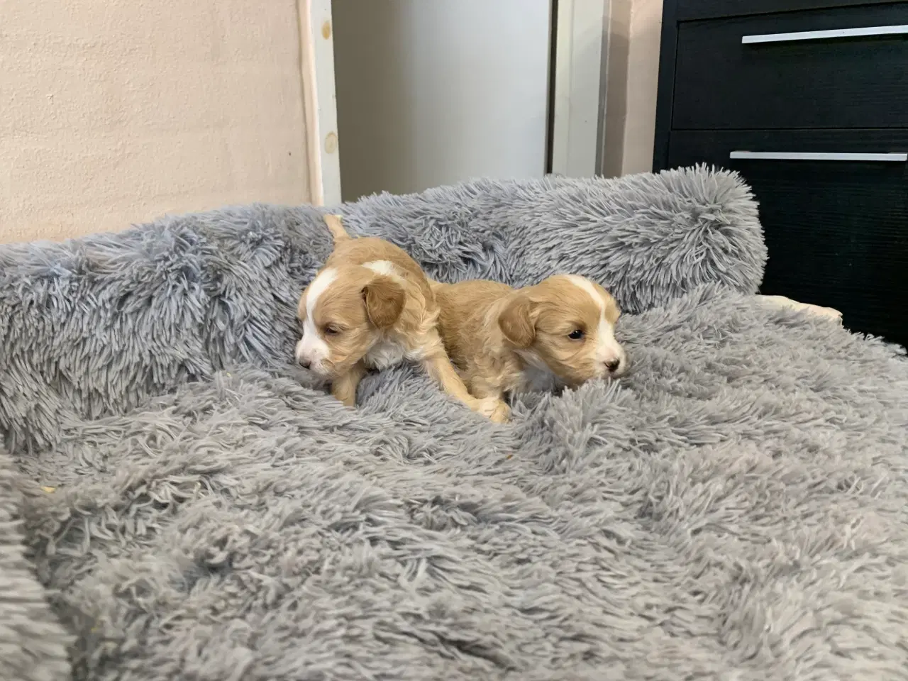 Billede 6 - Små fine Maltipoo babyer 