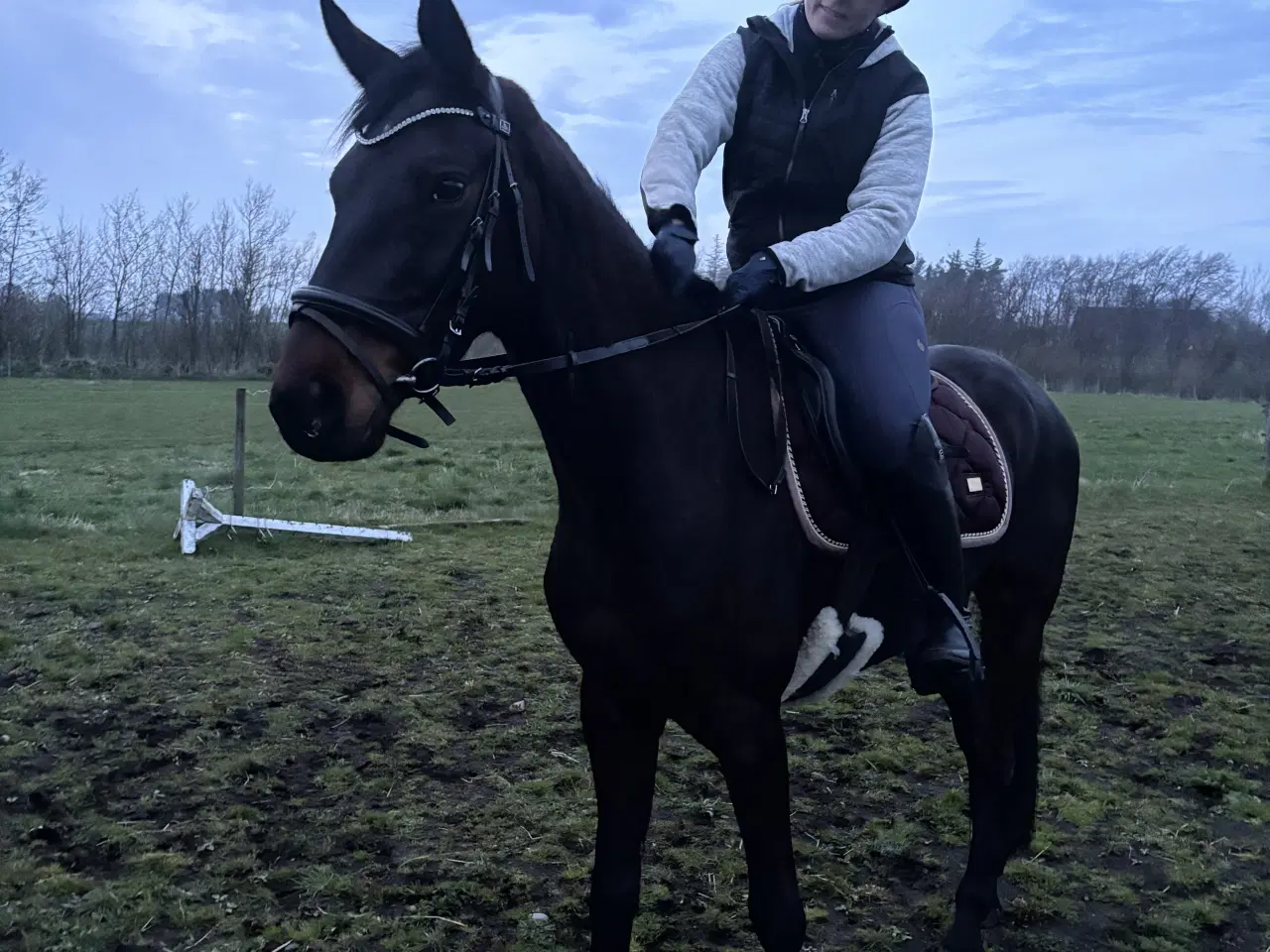 Billede 5 - Lille 4 års DV vallak 