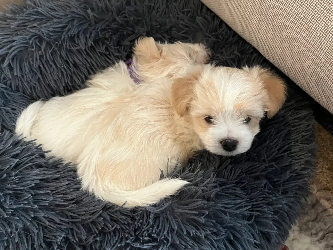 Billede 4 - Lækre hvalpe drenge