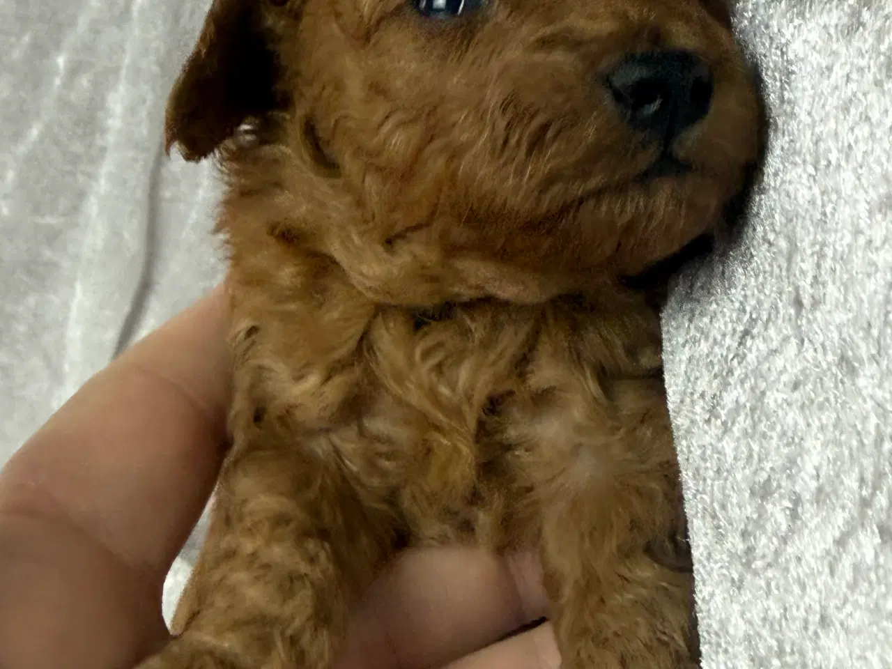 Billede 2 - Røde toy puddel