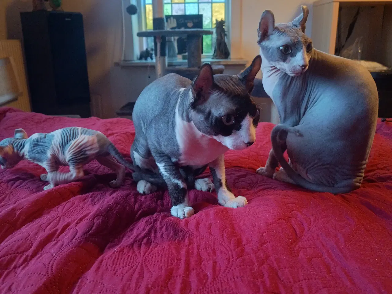 Billede 8 - Sphynx Elf kat