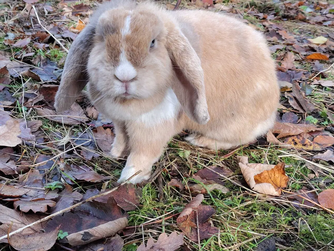 Billede 1 - Dværgvædder m. Tysk Afkomsattest 🪷