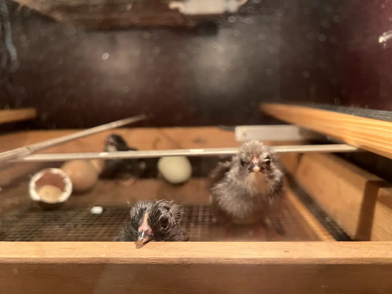 Billede 9 - Små kyllinger/daggamle kyllinger 