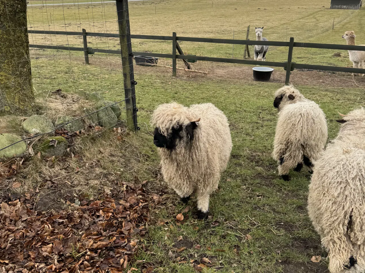 Billede 4 - Valais Blacknose gimmerlam 