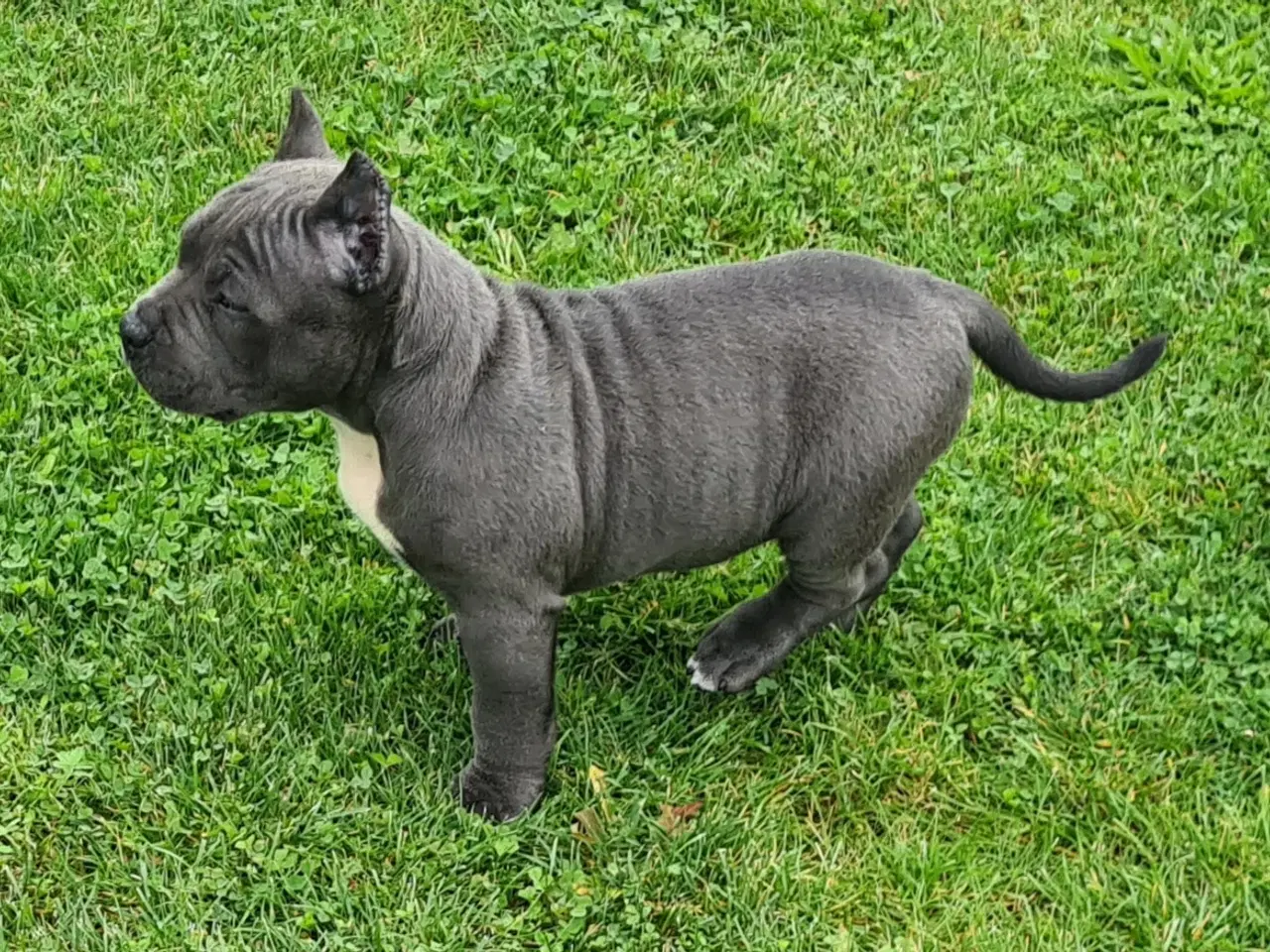 Billede 11 - American Bully Blu Pige 