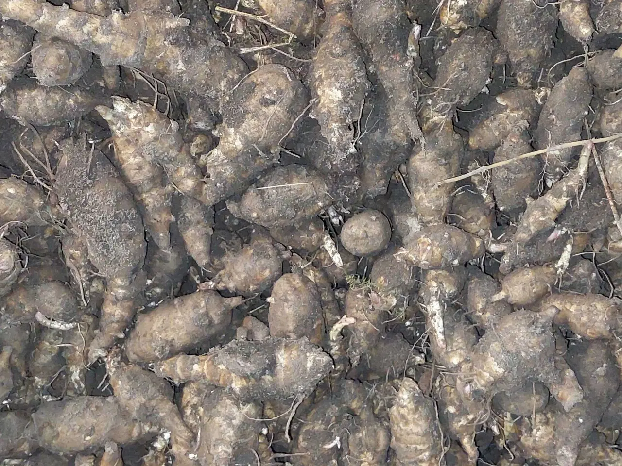 Billede 2 - Jordskokker