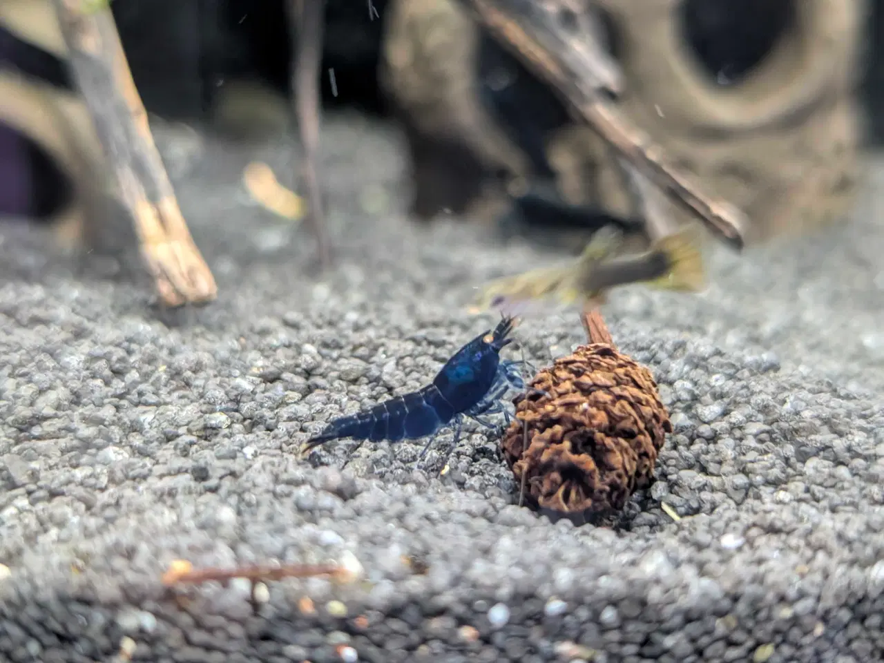 Billede 7 - Caridina Royal Blue Tiger OE reje 