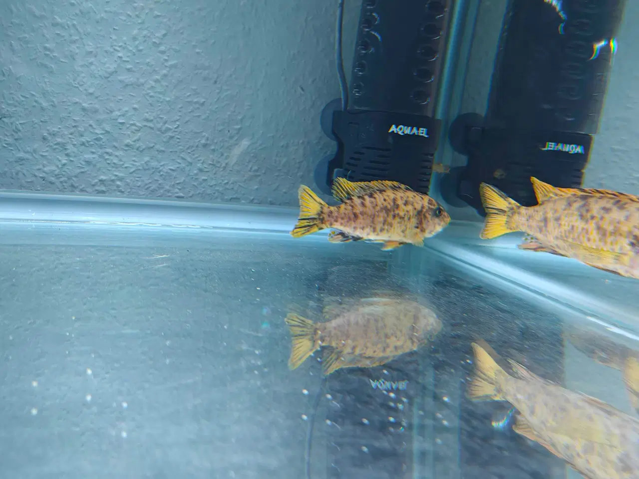 Billede 2 - Malawi cichlider