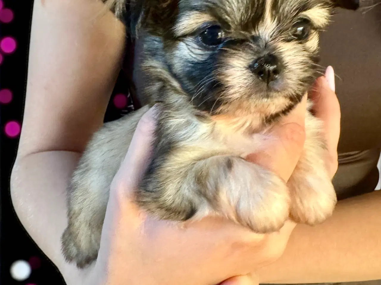 Billede 2 - Shih Tzu / Chihuahua hundehvalpe