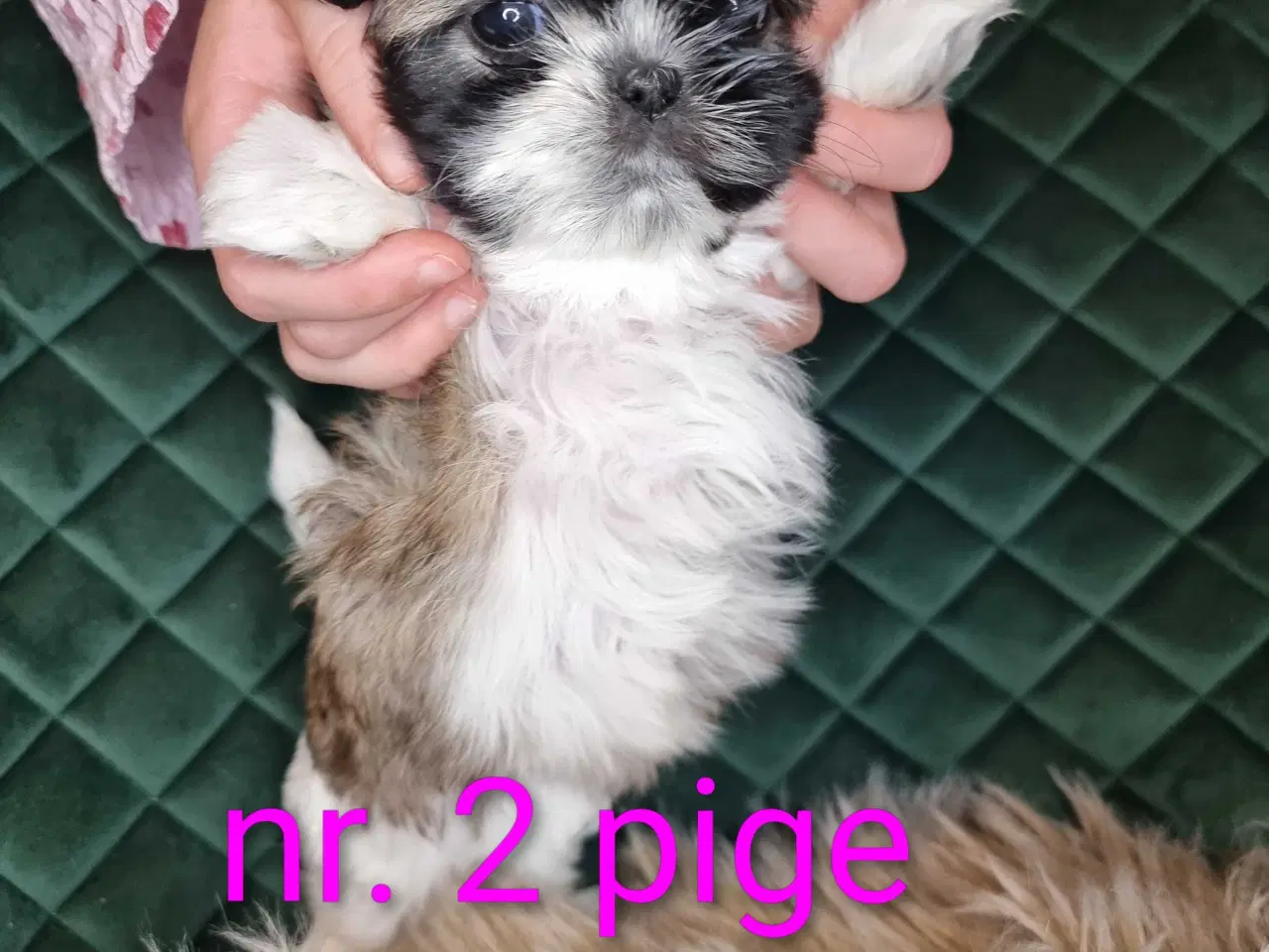 Billede 9 - Shih tzu hvalpe 