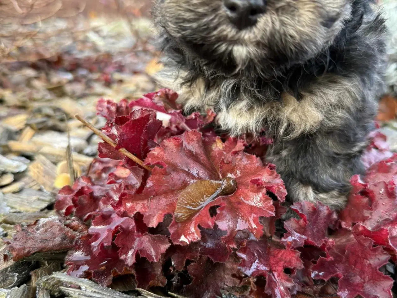 Billede 2 - Reserveret til Søndag Allergivenlig taskehund