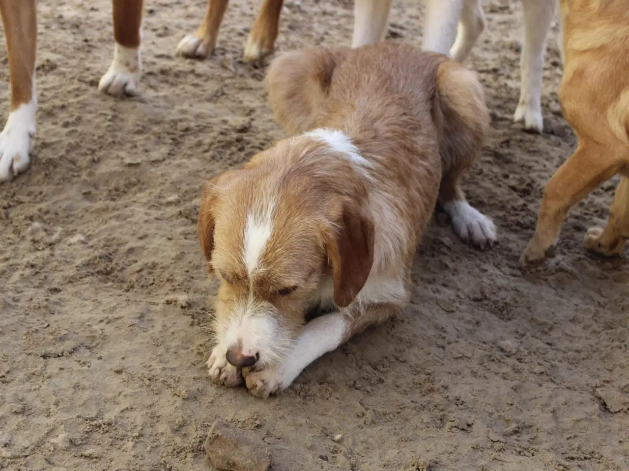 Billede 6 - Cairo søger sin helt egen familie
