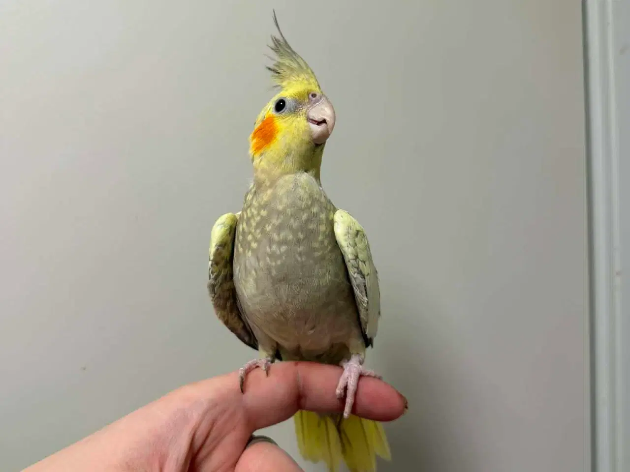 Billede 2 - Nymfeparakit 