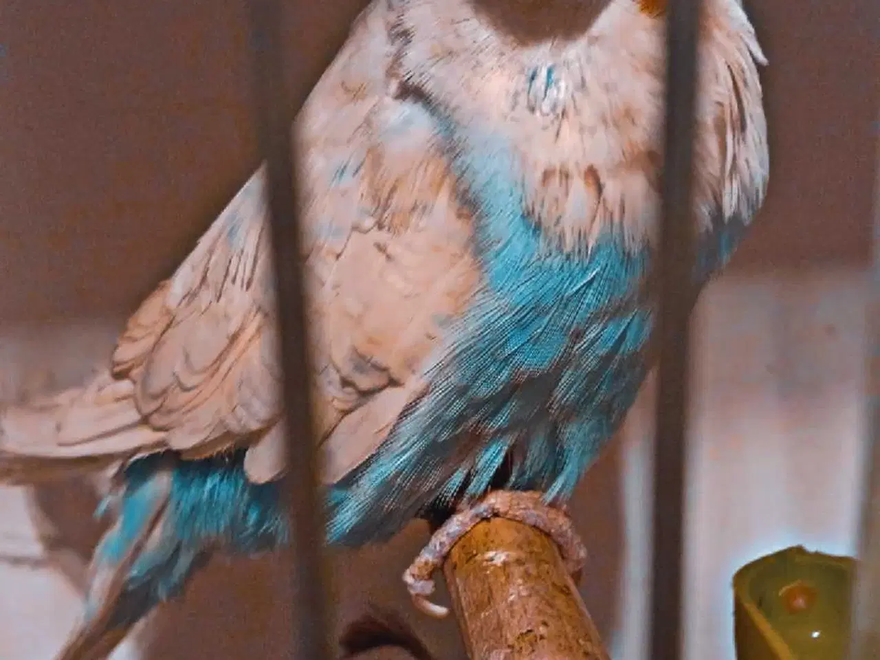 Billede 4 - Fin engelsk undulat han