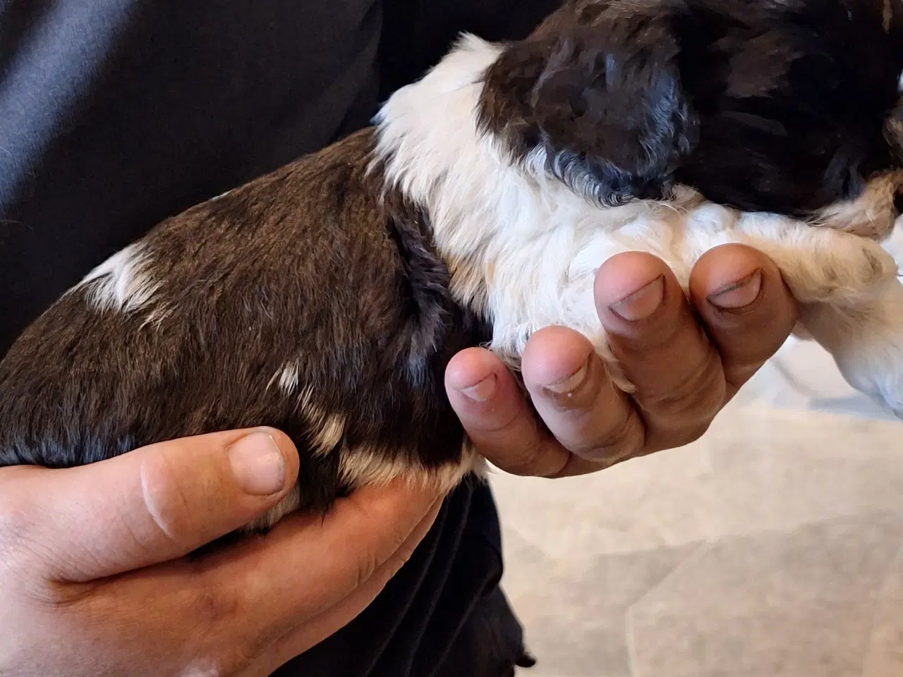 Billede 9 - shih tzu blanding allergivenlig