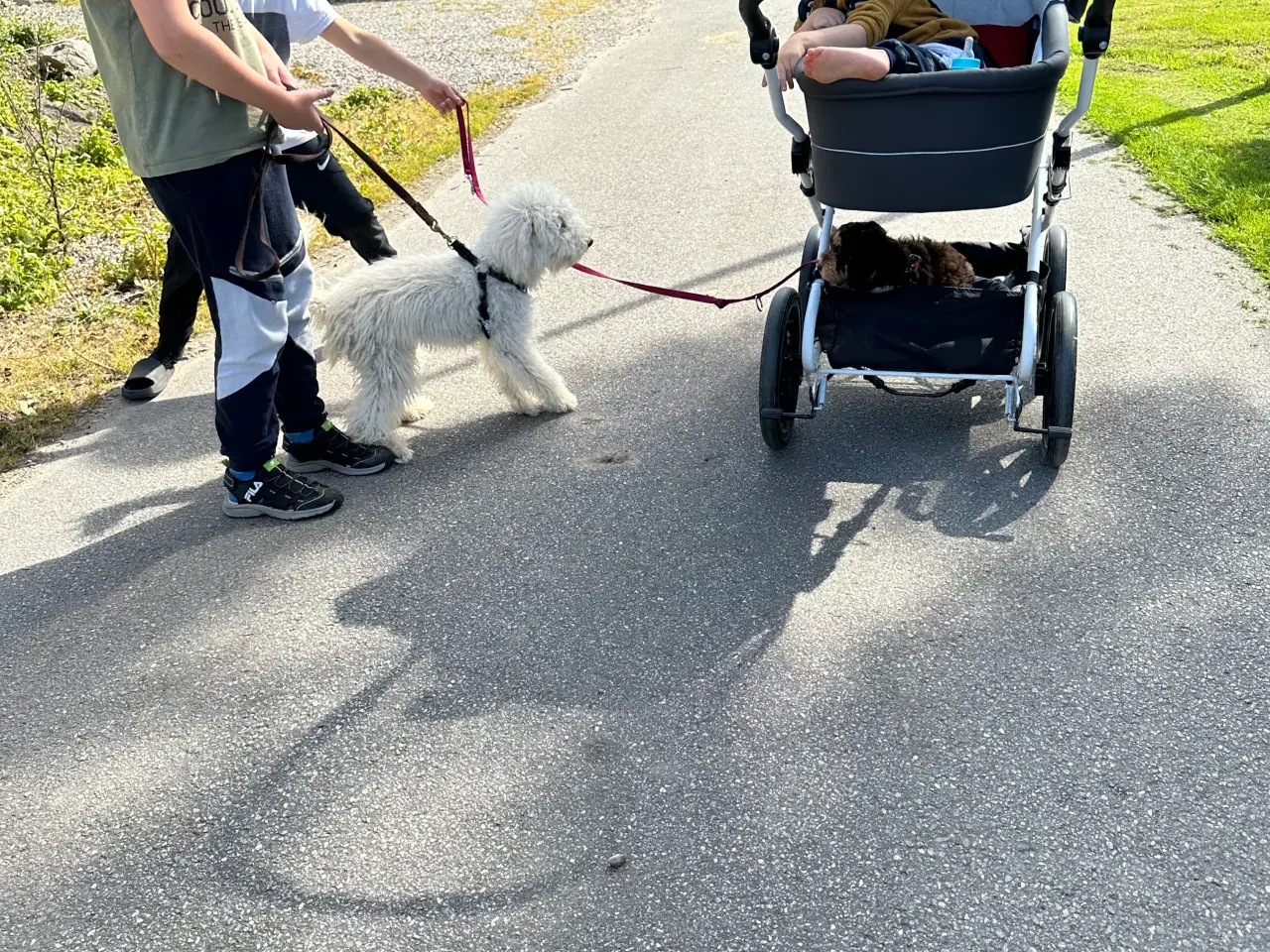 Billede 3 - Goldendoodles hvalpe på vej