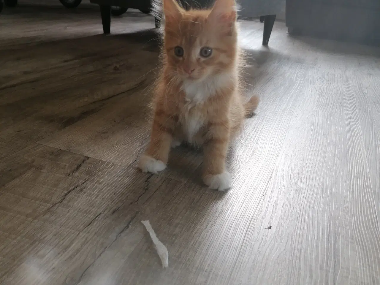 Billede 6 - Main coon blending