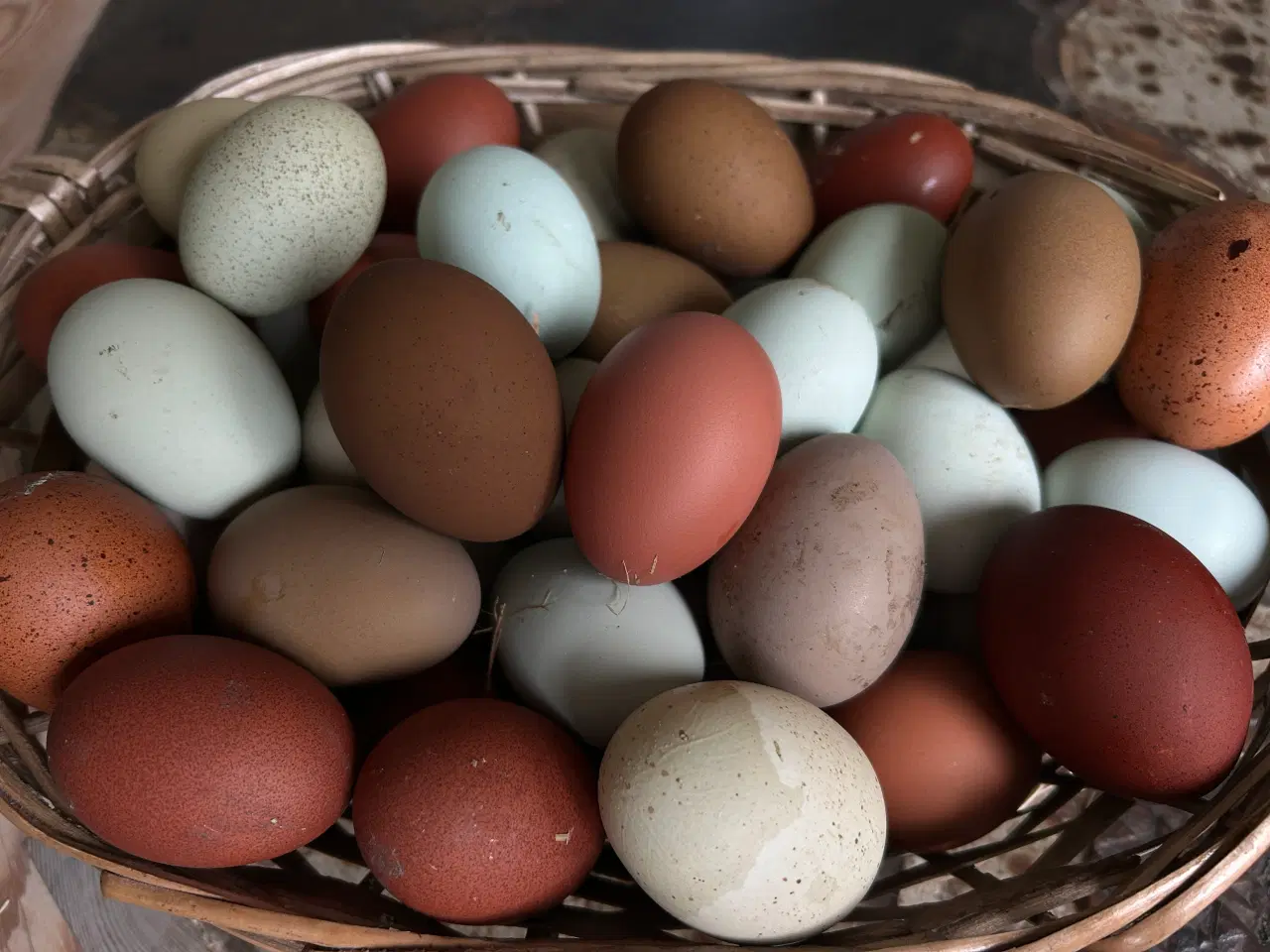 Billede 15 - Rugeæg I Gode Farver