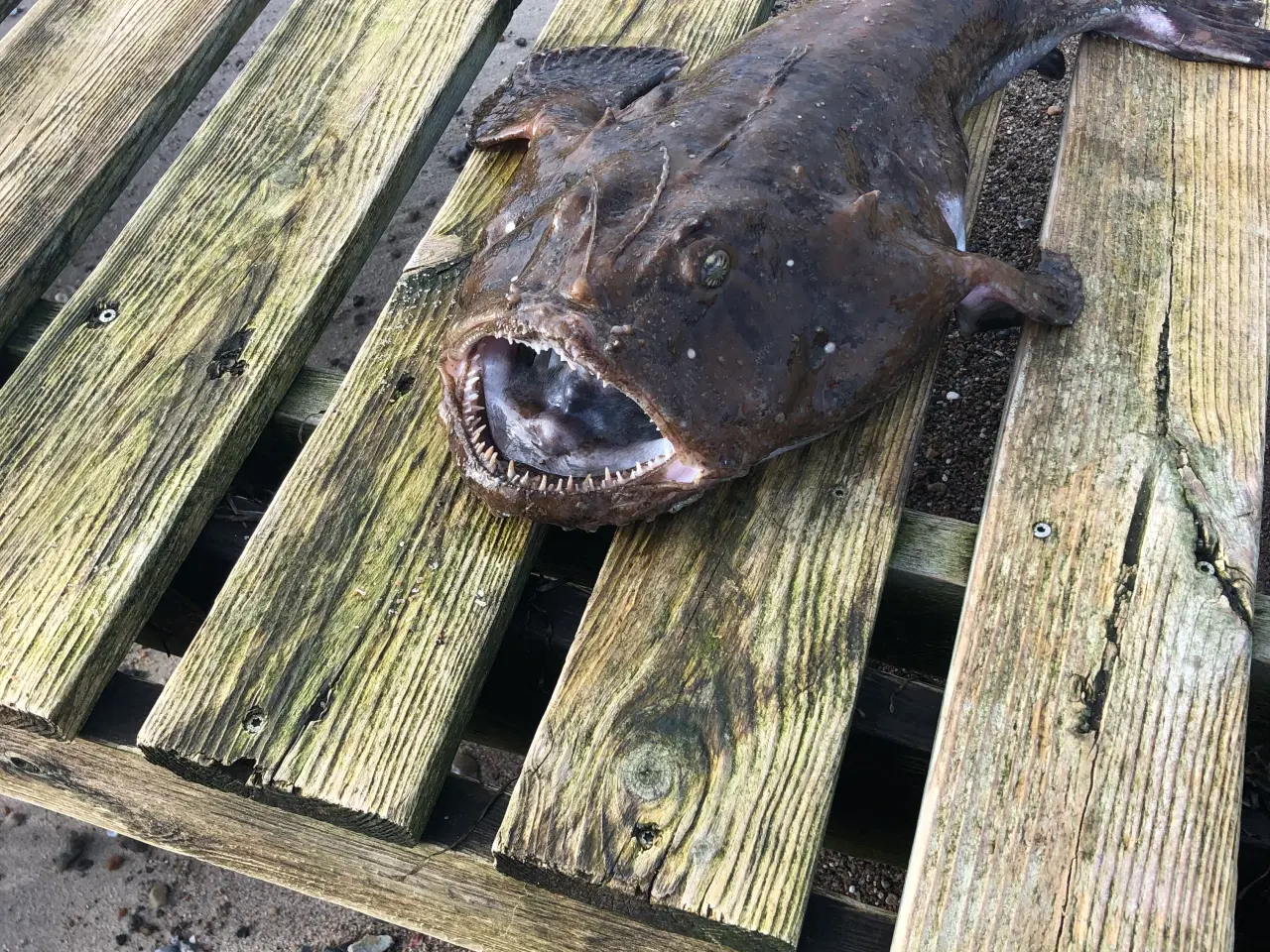 Billede 6 - NYT FISKEGARN TIL FLADFISK - EN BLANK - PIGHVAR.