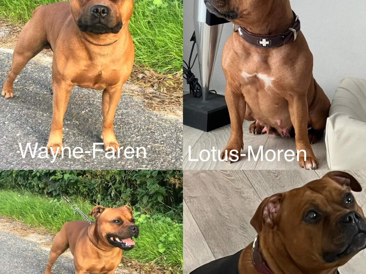 Billede 4 - Staffordshire Bull Terrier Hvalpe m. fin Stamtavle