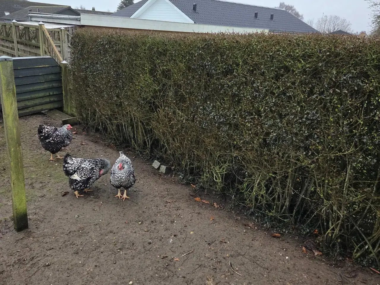 Billede 1 - 3stk wyandotter stor race 