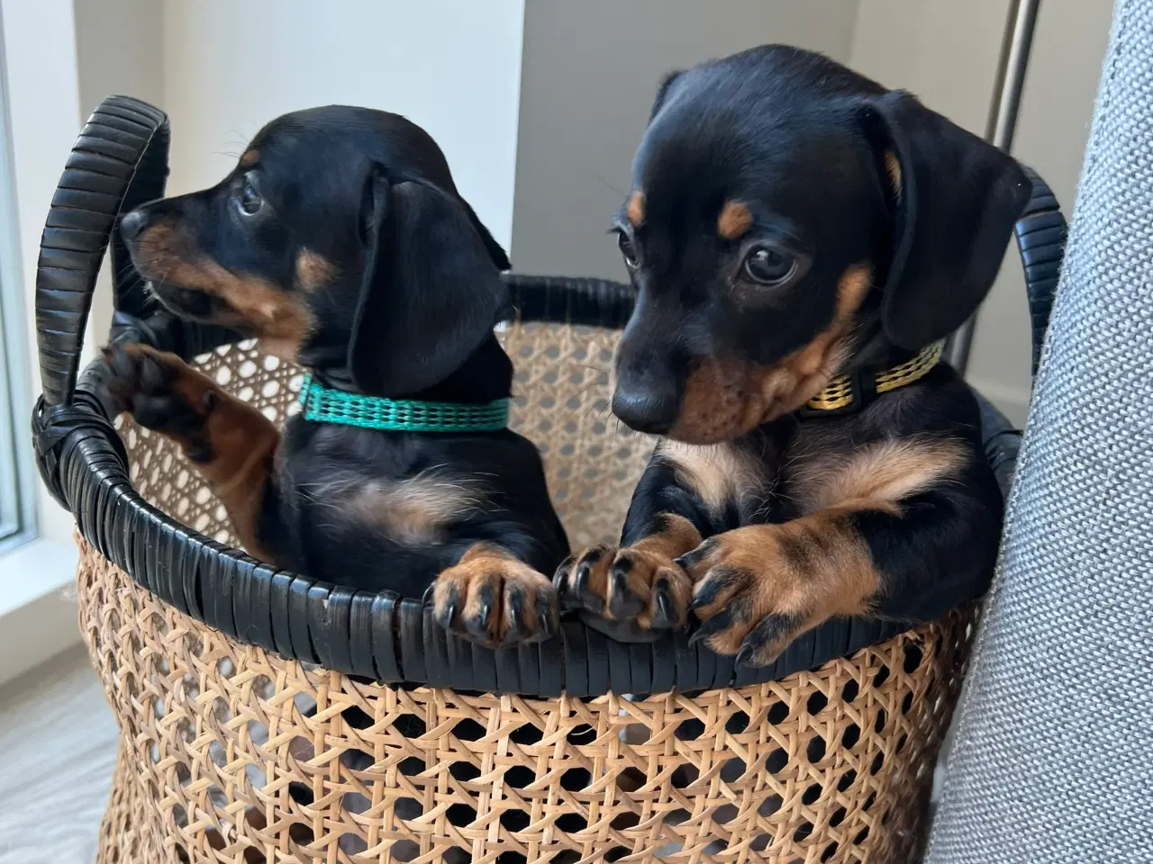 Billede 4 - 🐶 Kun 2 Chiweenie-hvalpe tilbage – Klar 21/8!