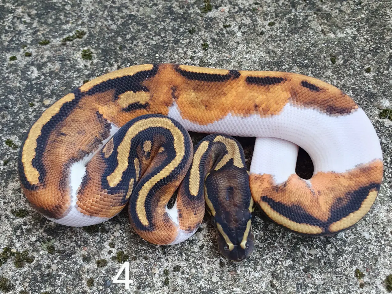 Billede 14 - Pied kongepythons. Opdateret.