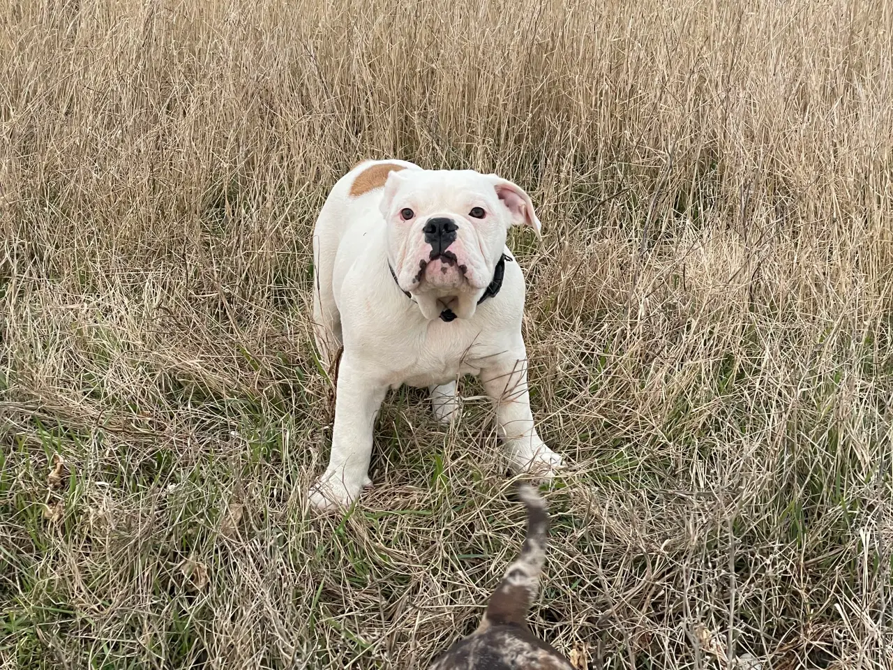 Billede 12 - Olde English bulldog 6 mdr