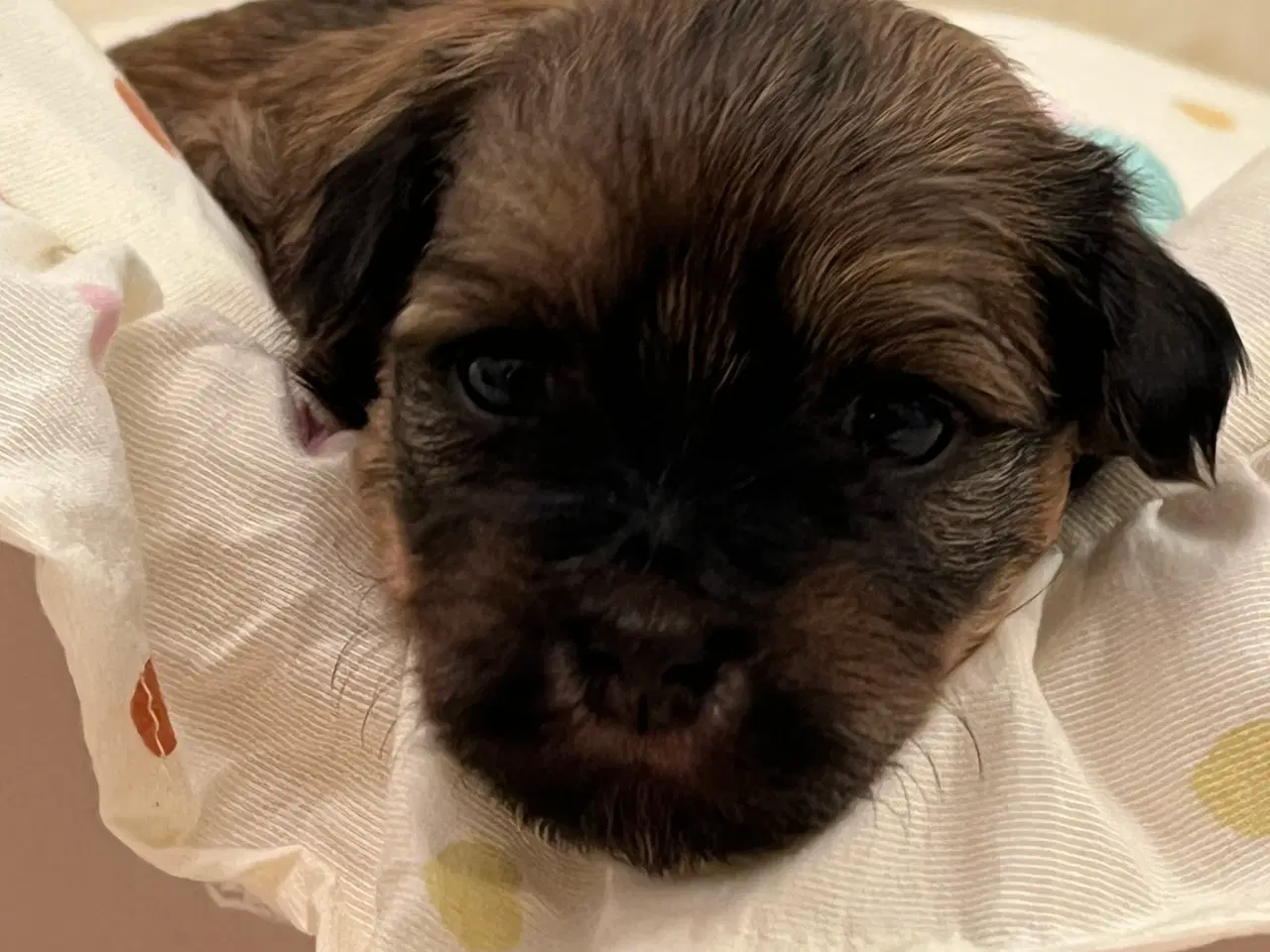 Billede 2 - 💕Skal Wilma være din 💕