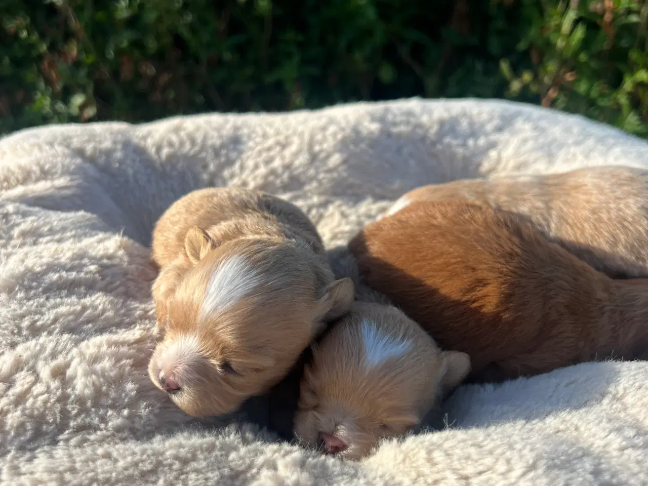 Billede 3 - Pomapoo f1
