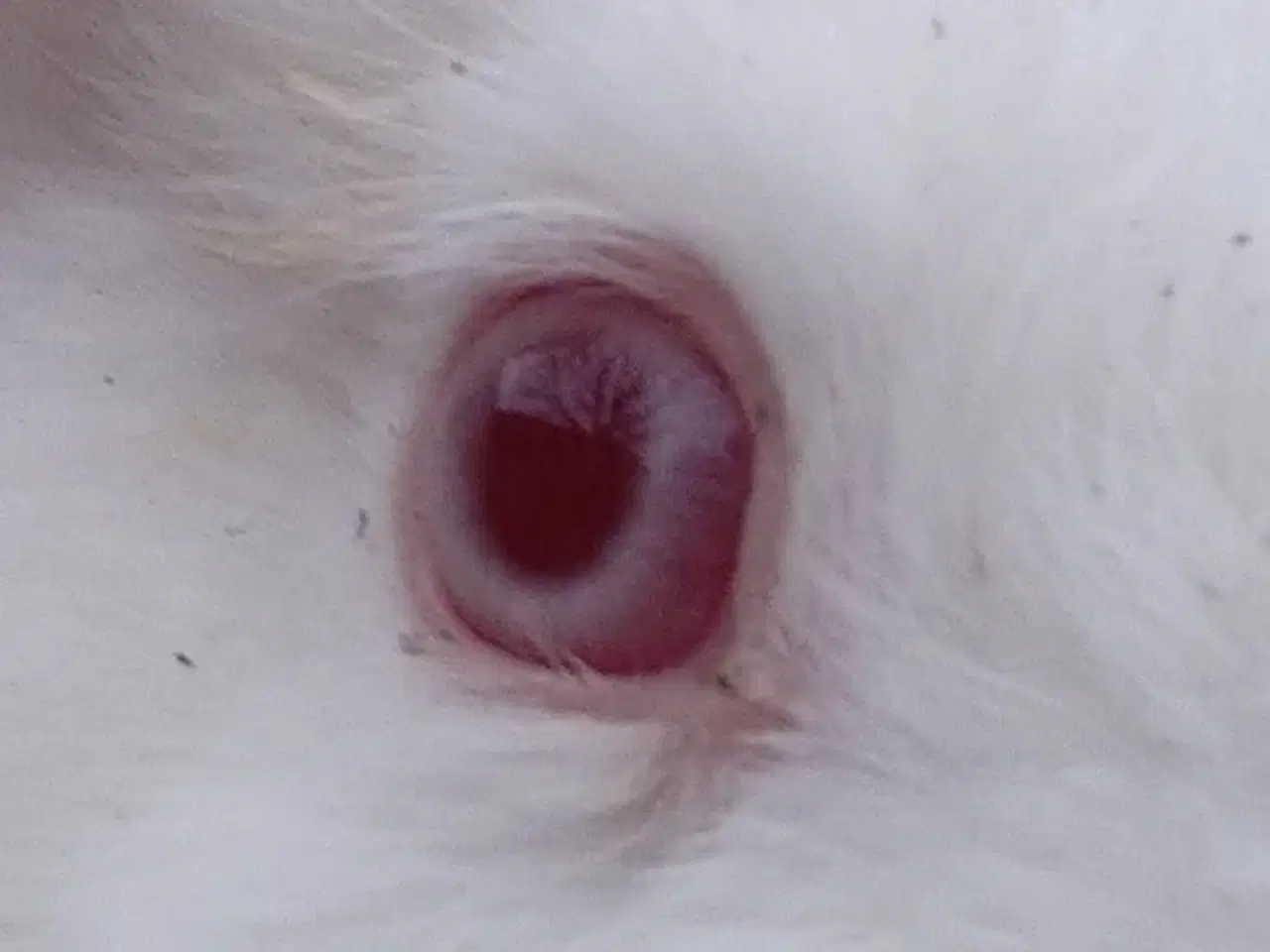 Billede 1 - Dk-Landkanin hun unge