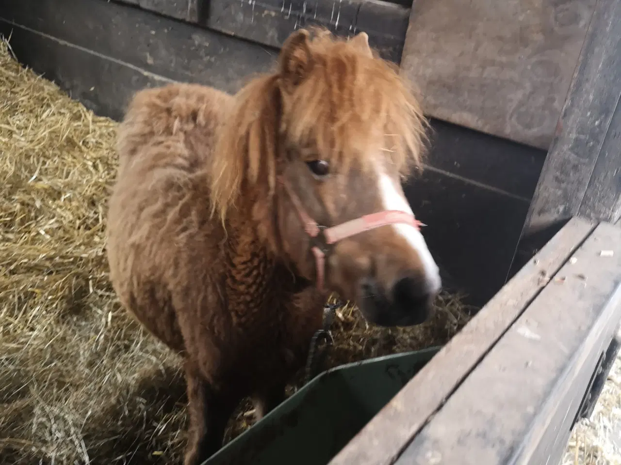 Billede 2 - Pony hingst plag 