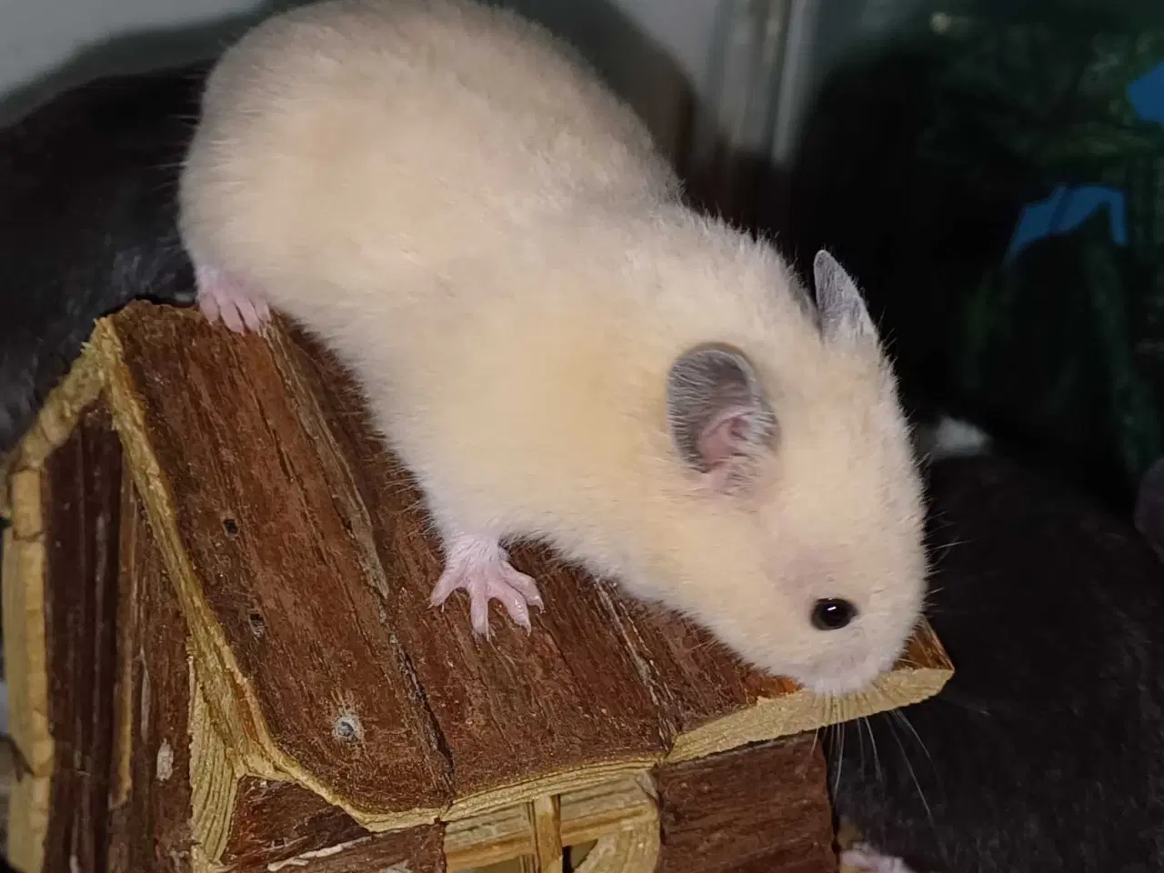 Billede 10 - Guldhamster unger