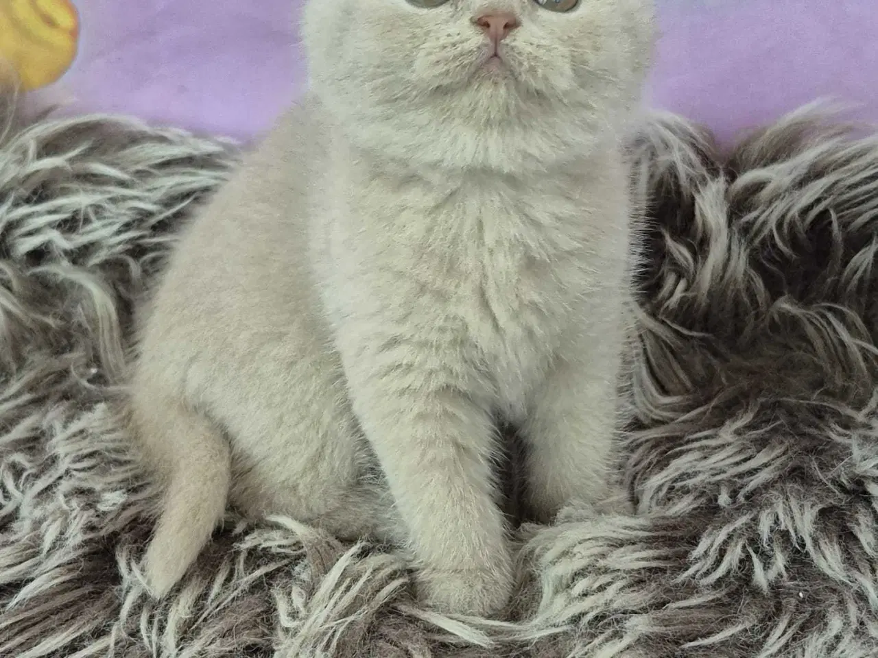 Billede 3 - British shorthair hunkilling