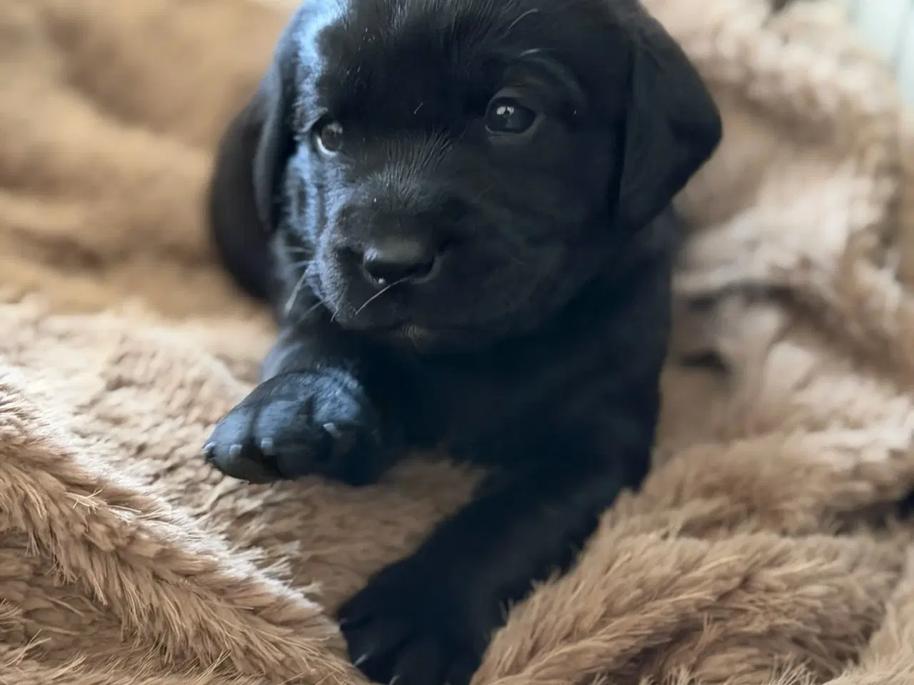 Billede 2 - Sort Han hvalp