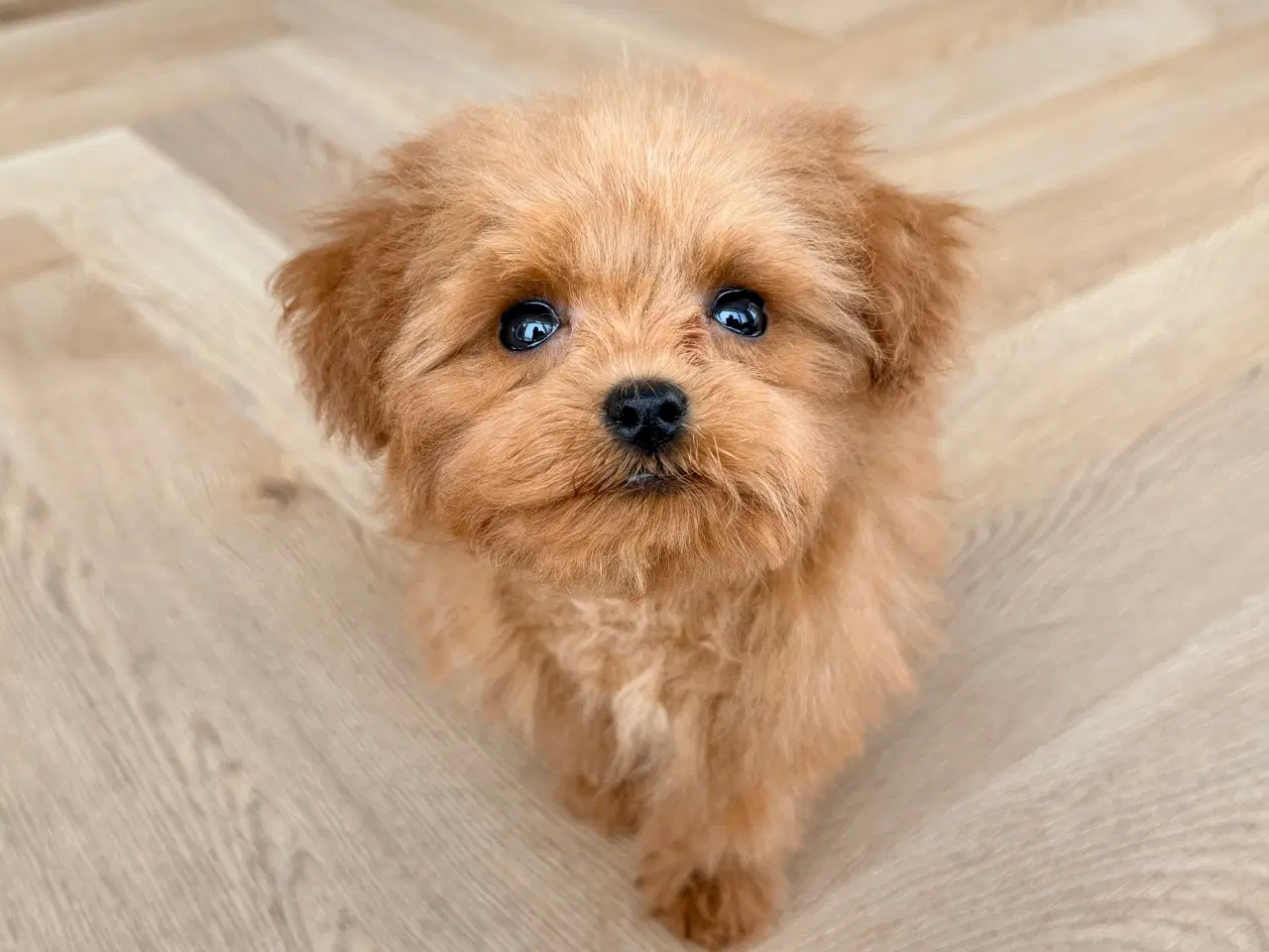 Billede 7 - Maltipoo