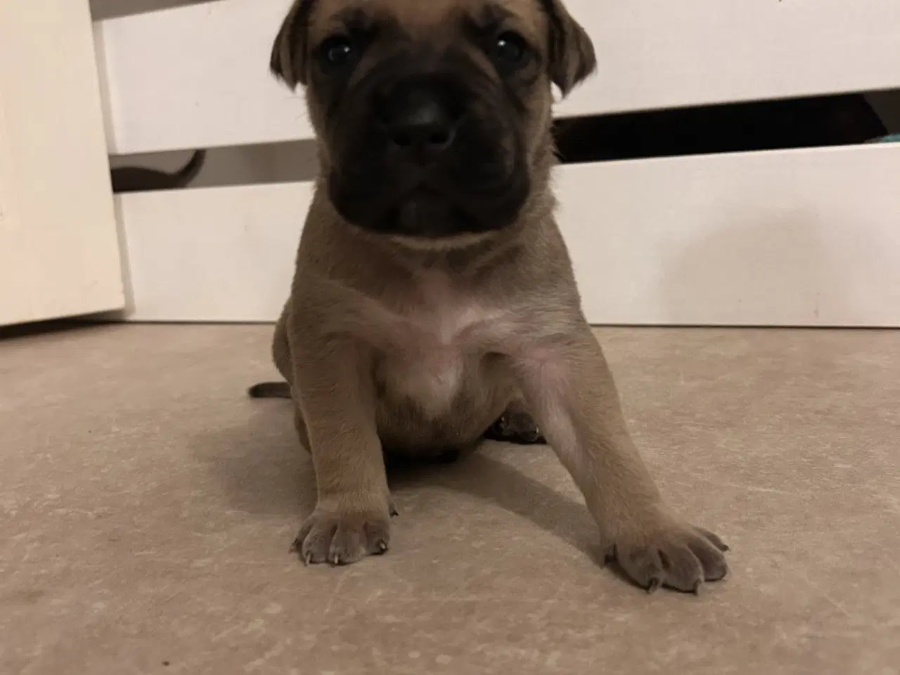 Billede 4 - Store, smukke og robuste Boxer/Mastiff hvalpe