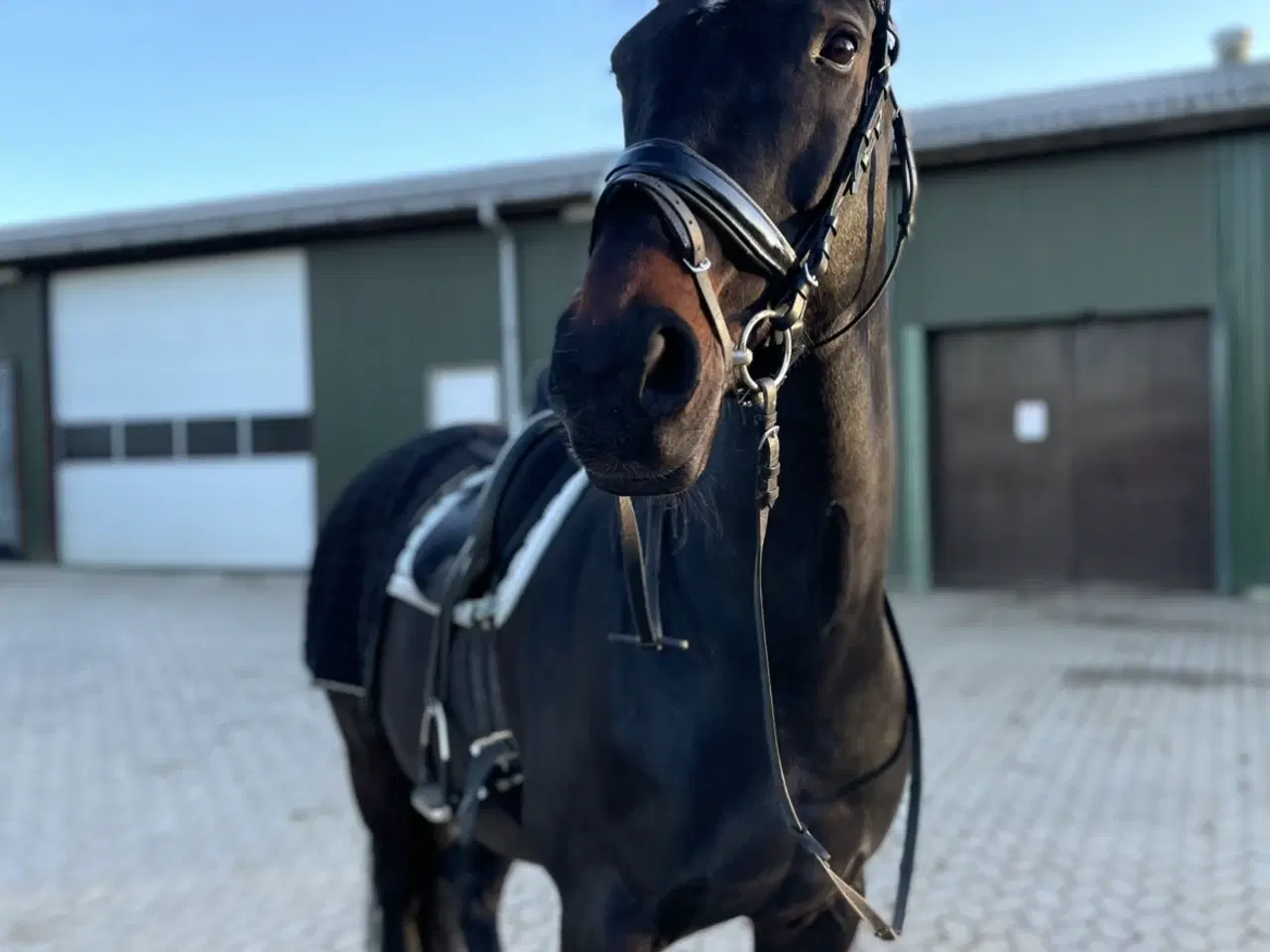 Billede 9 - Smuk hoppe 